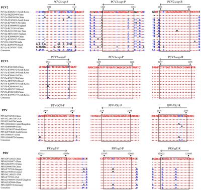Establishment and application of multiplex real-time PCR for simultaneous detection of four viruses associated with porcine reproductive failure